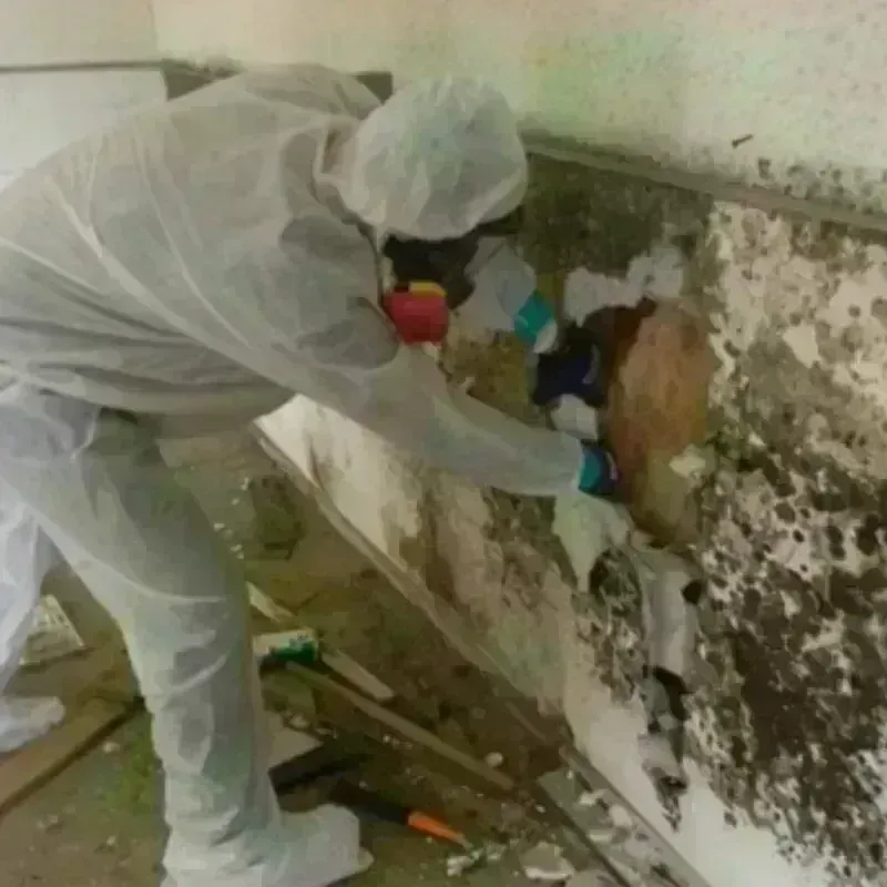 Mold Remediation and Removal in Bellevue, OH